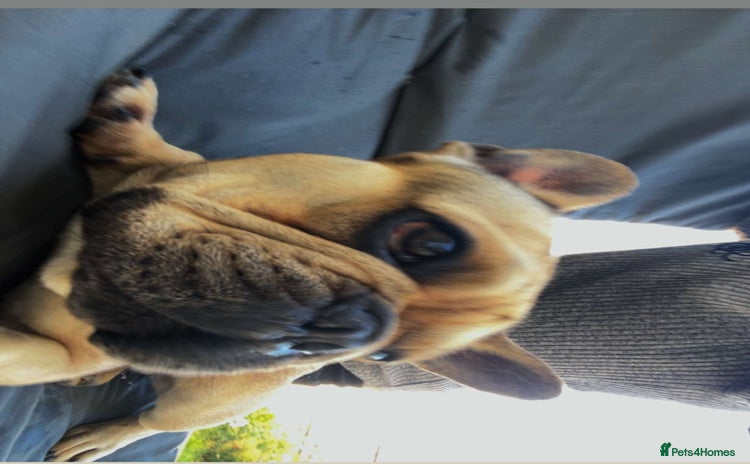 French Bulldog dogs - Advert 1