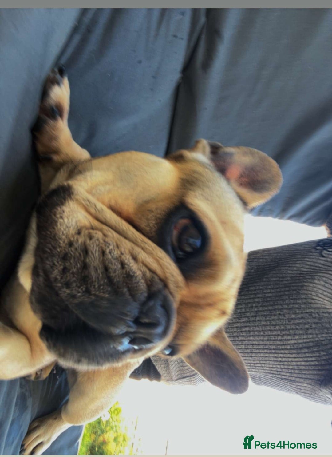 French Bulldog dogs for sale: Beau  - Image 1