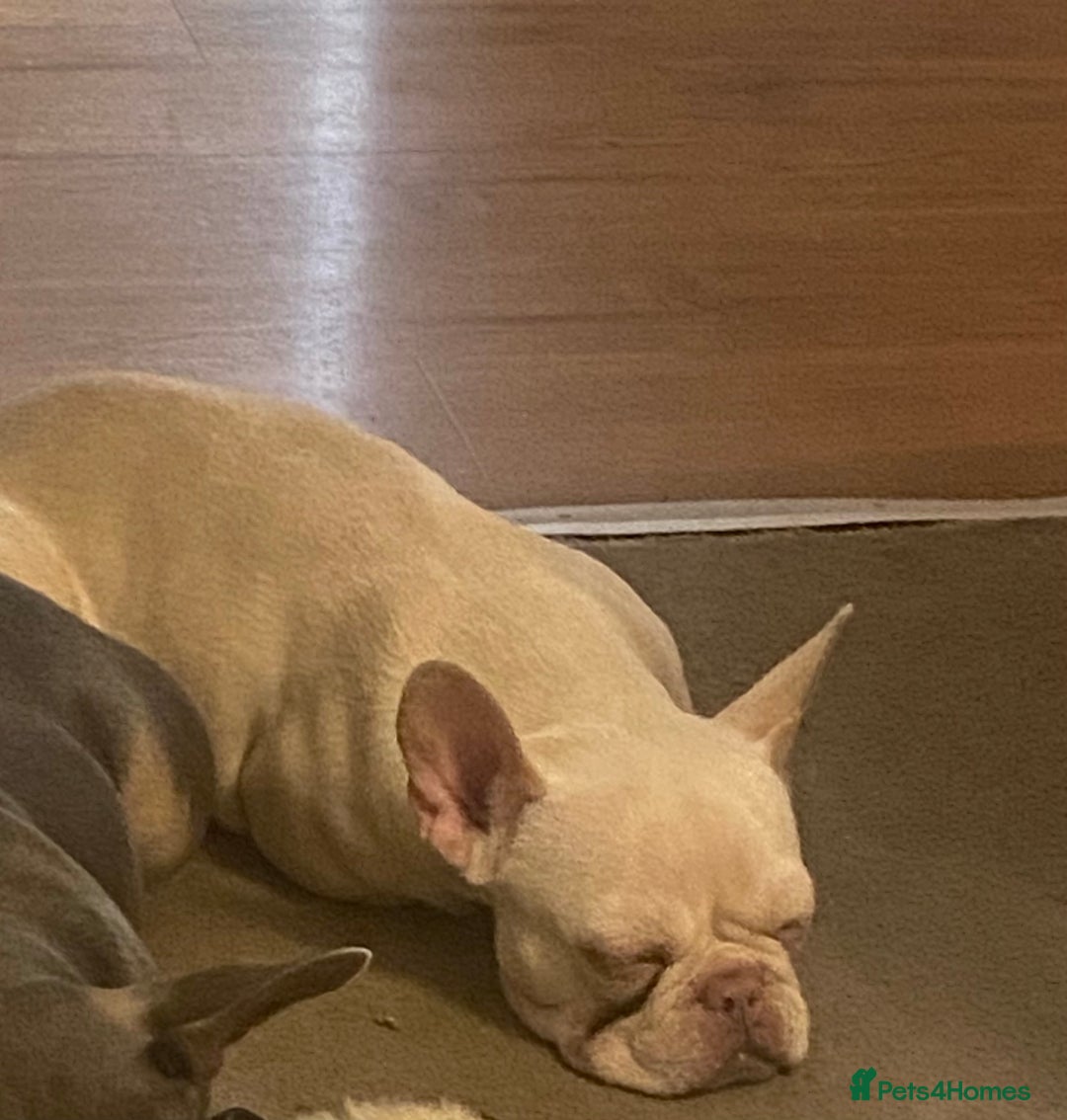 French Bulldog dogs for sale: Platinum French Bulldog - Image 2