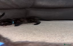 Domestic Shorthair cats for sale: Black and grey kittens - Image 6