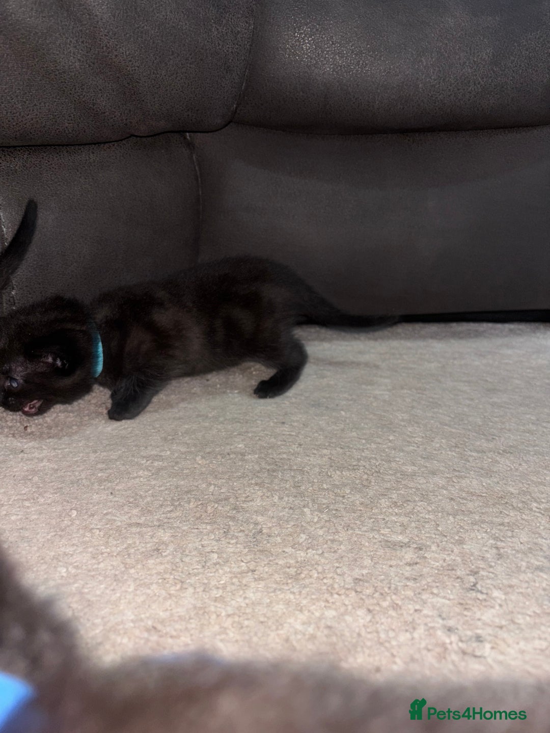 Domestic Shorthair cats for sale: Black and grey kittens - Image 6
