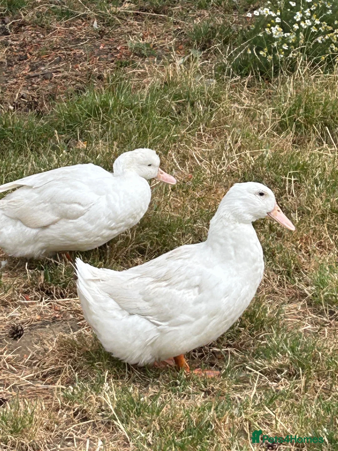 Ducks poultry for sale: FEMALE DUCKS  - Advert 1