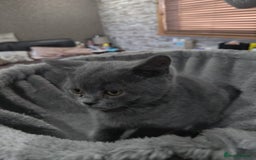 British Shorthair cats for sale: Last Female Gorgeous British Shorthair Kitten - Image 13