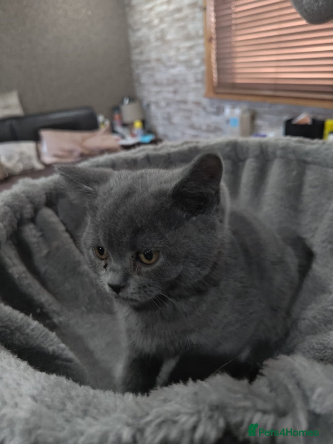 British Shorthair cats for sale: Last Female Gorgeous British Shorthair Kitten - Image 13