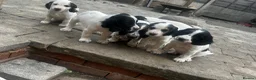 Sprocker dogs for sale: Sprocker spaniels  in Littleborough - Advert 4