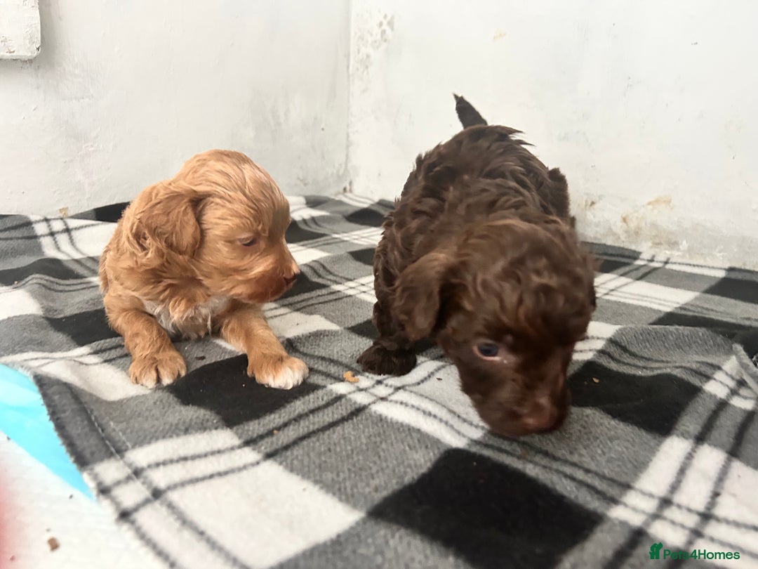 Mixed Breed dogs for sale: Shihpoo puppies - Image 6