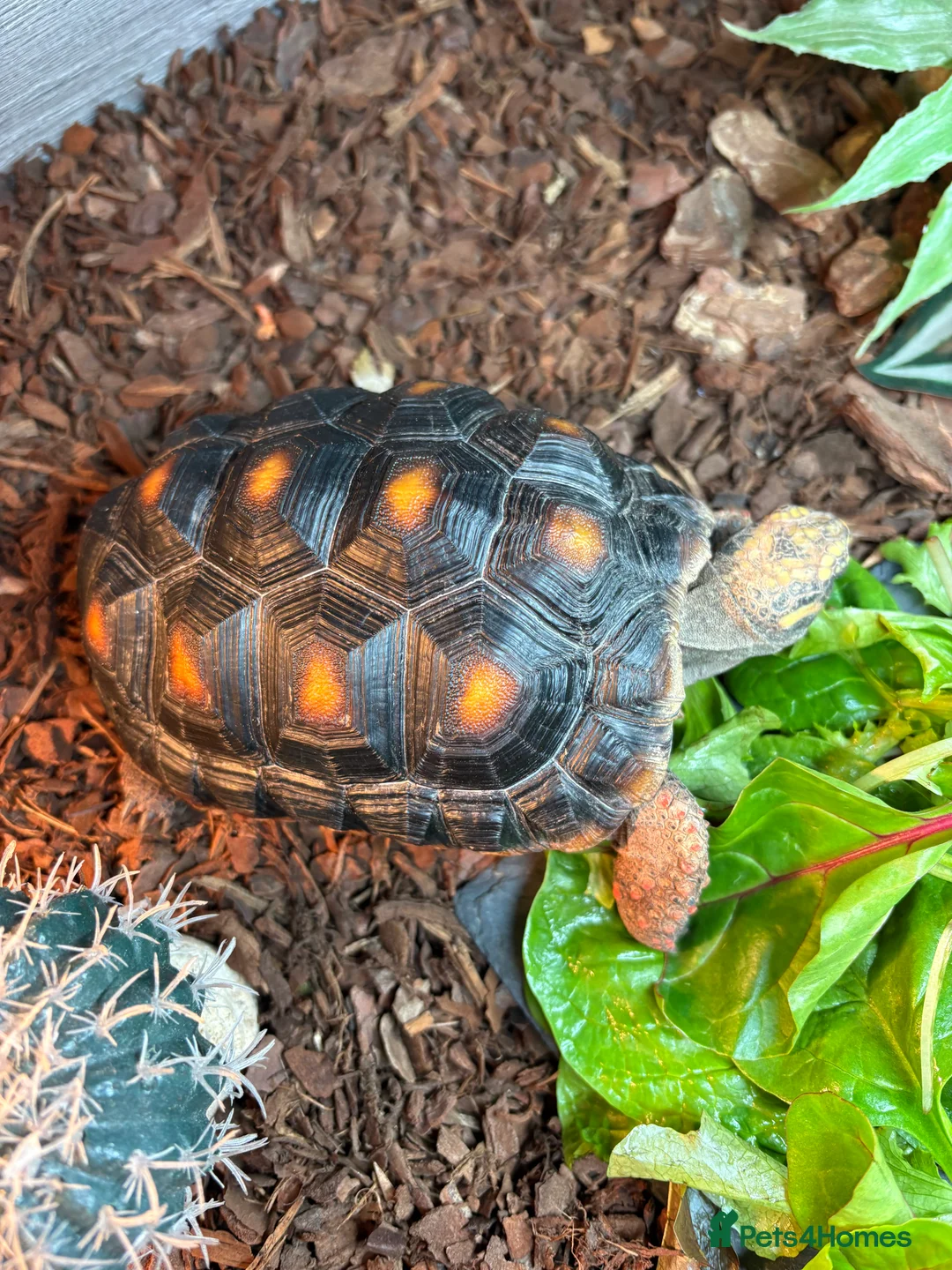 Tortoise reptiles for sale: Red footed tortoise  - Advert 6