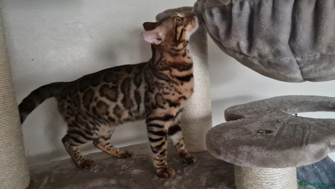 Bengal cats for sale: Active Tica registered boy😍 - Advert 5