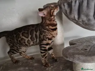 Bengal cats Active Tica registered boy😍 - Advert 18