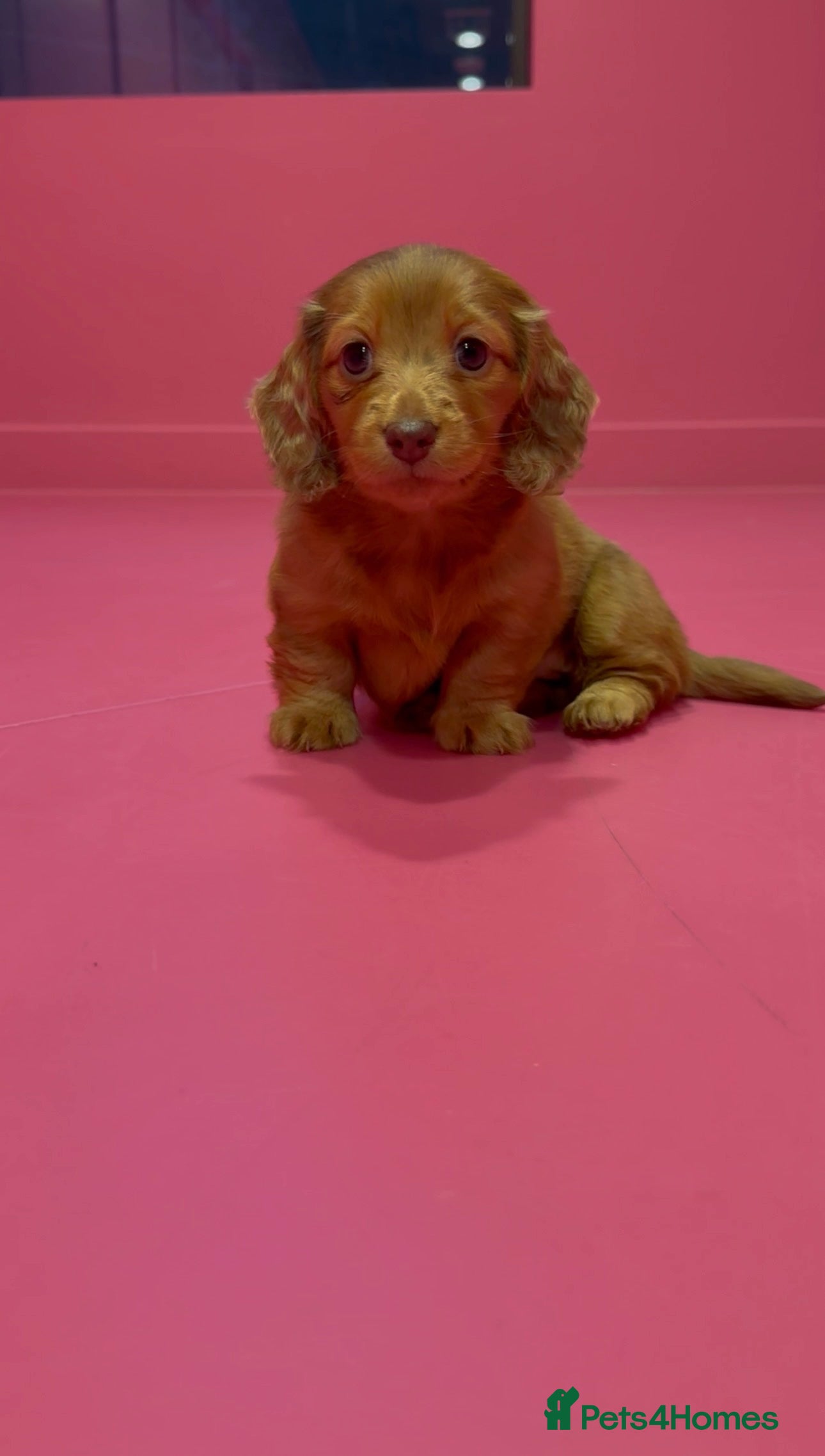 Miniature Dachshund dogs Stunning LH miniature Dachshund puppies  - Advert 5