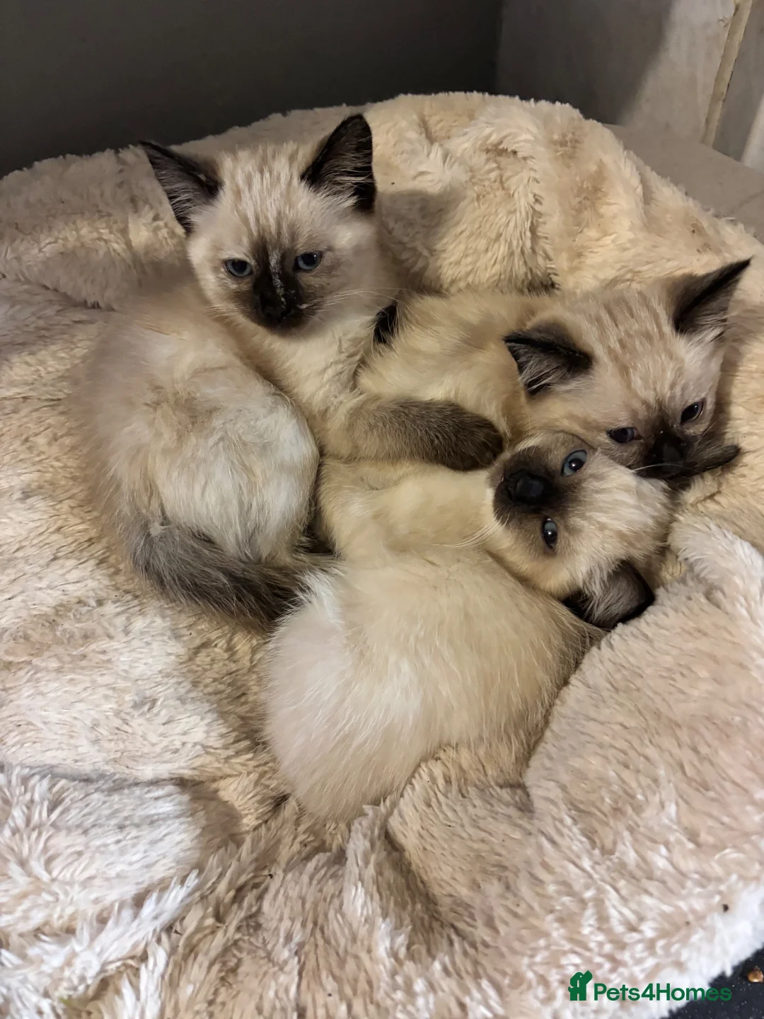 Ragdoll cats for sale: Ragdoll cross kittens  - Advert 2