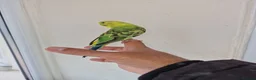 Budgerigars birds for sale: Super Hand Tamed Baby Budgie  - Advert 13