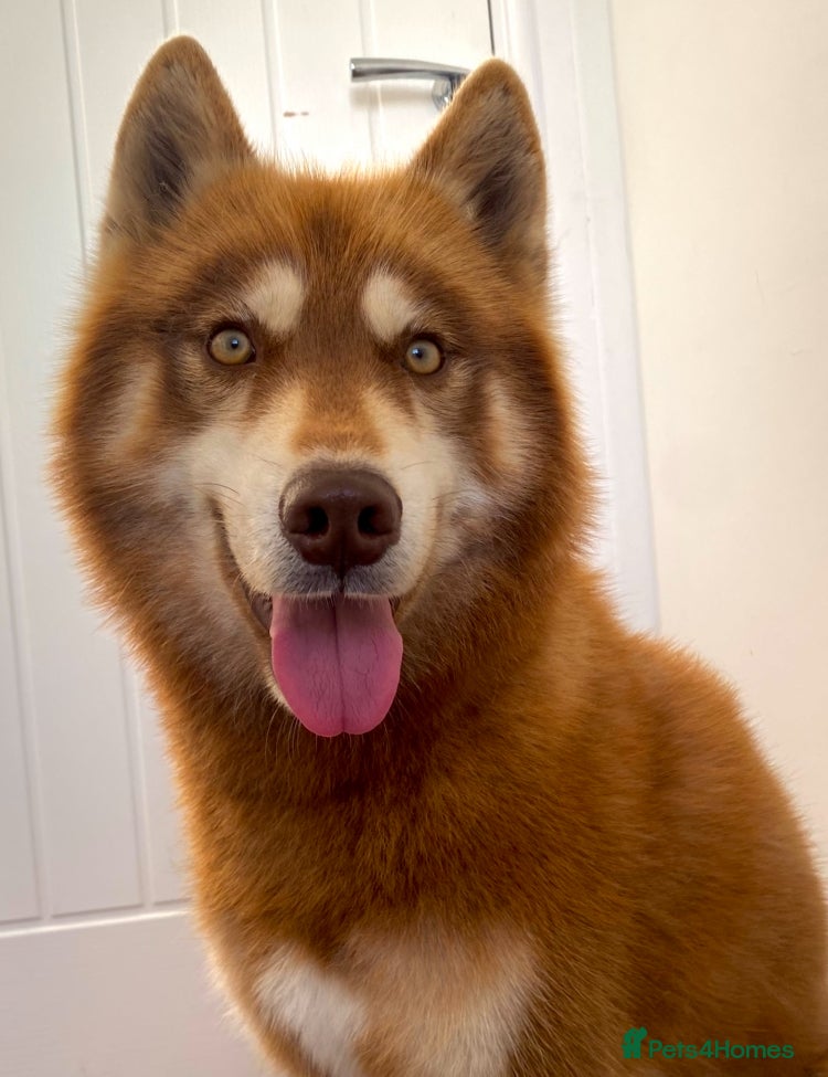 Siberian Husky dogs Red Siberian Husky Stud 🐻🧬 - Advert 1