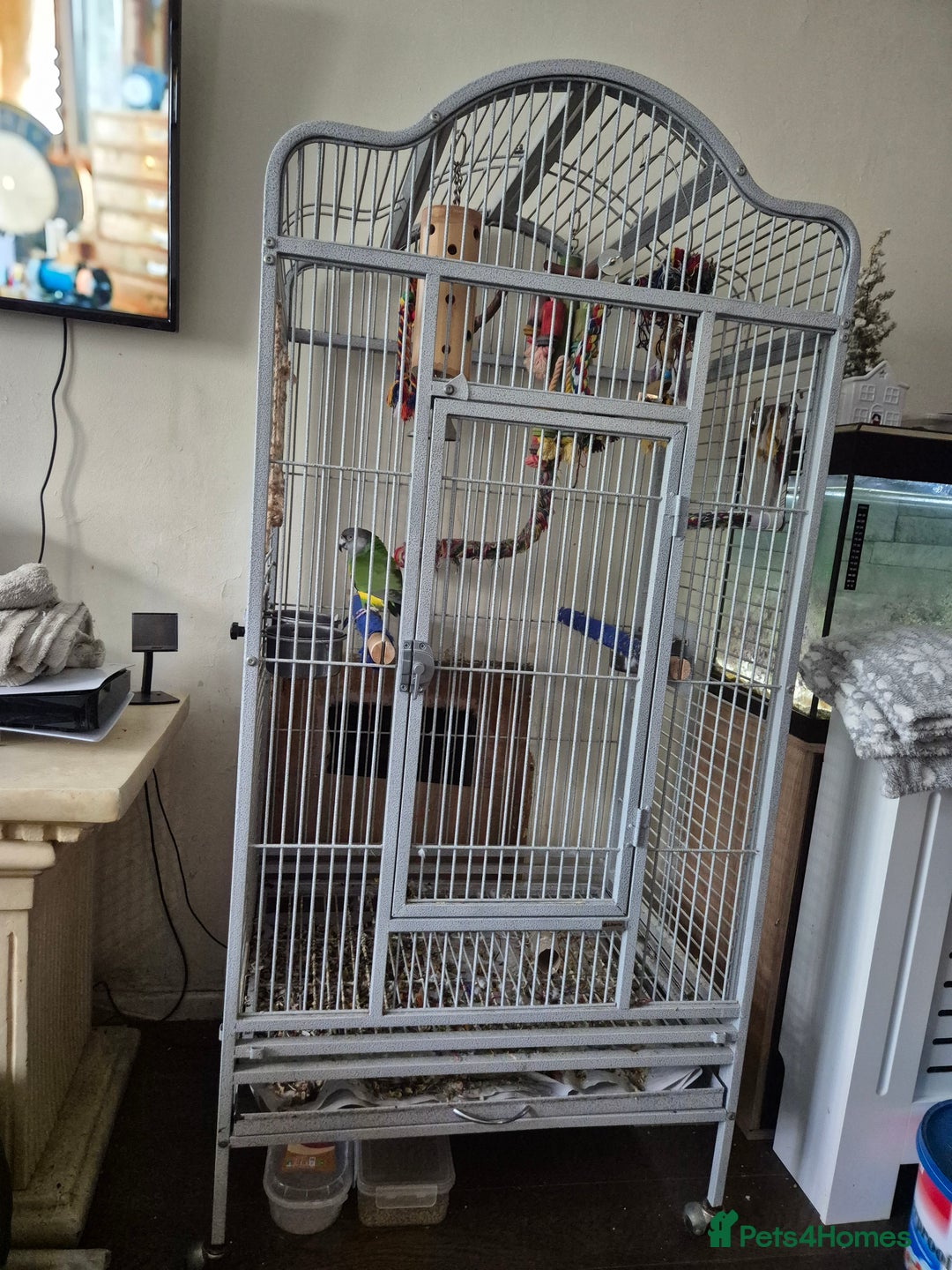 Parrots birds for sale: Senegal parrot  - Image 2