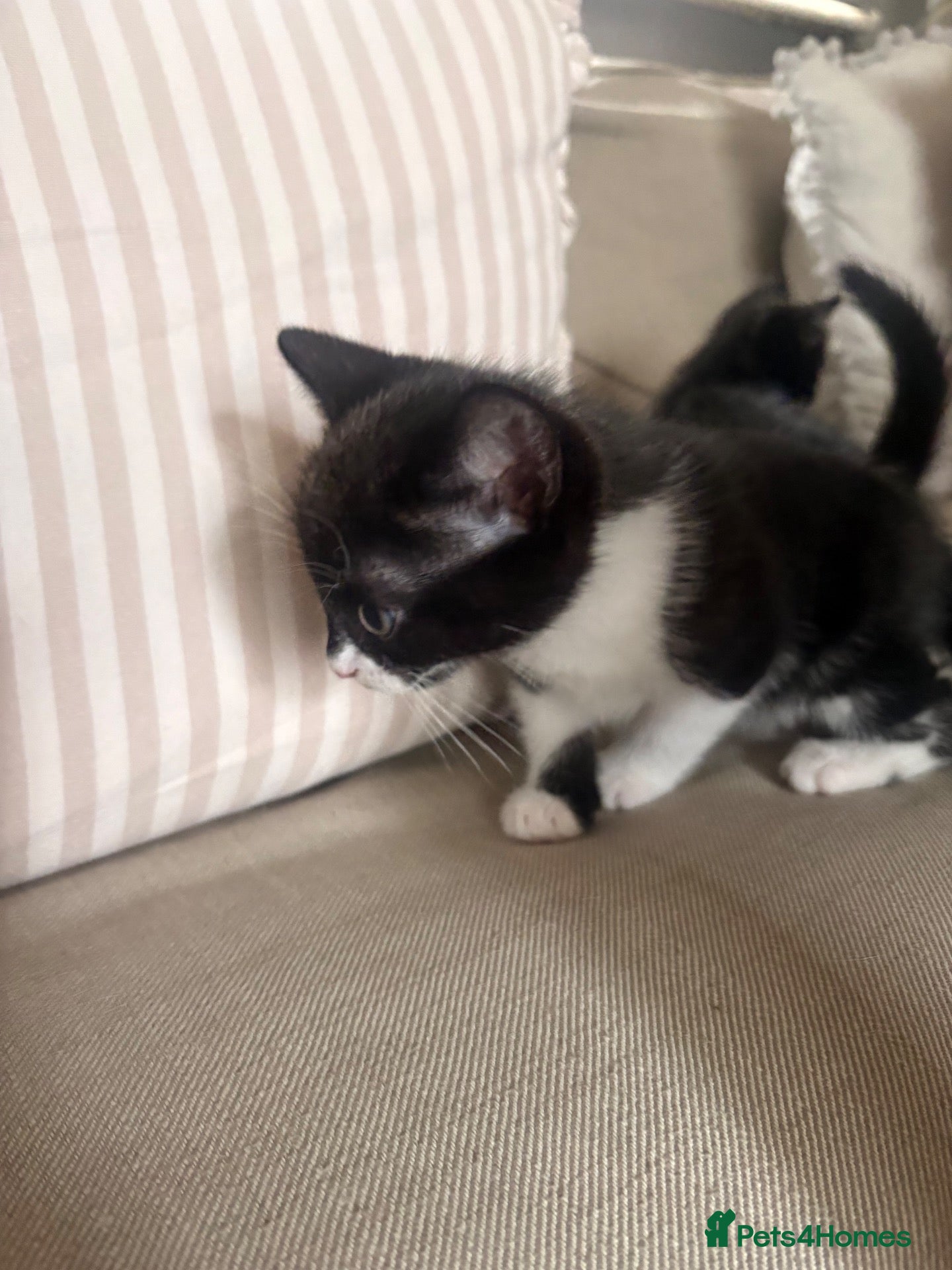 Mixed Breed cats Pair of black and white kittens - Advert 3