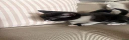 Mixed Breed cats for sale: Pair of black and white kittens - Advert 2
