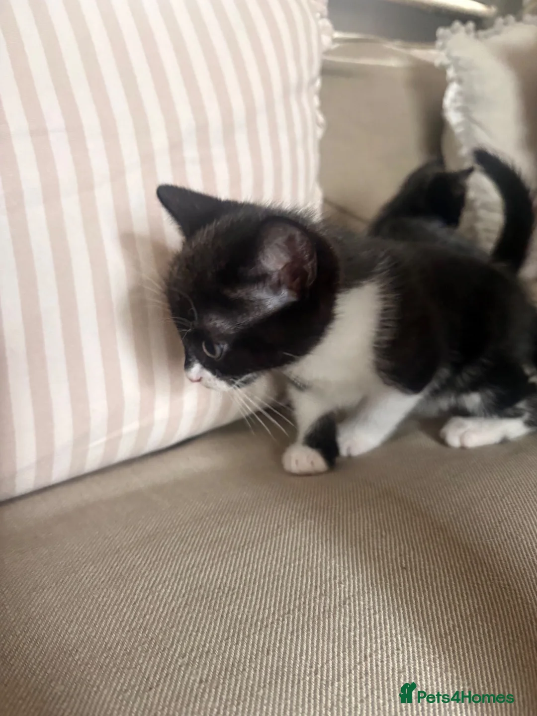 Mixed Breed cats for sale: Pair of black and white kittens - Advert 2