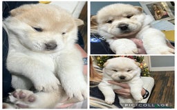 Siberian Husky dogs for sale: 3 fluffy chowski’s  - Advert 21