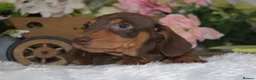 Miniature Dachshund dogs for sale: KC Miniature Dachshund Puppies - Advert 4