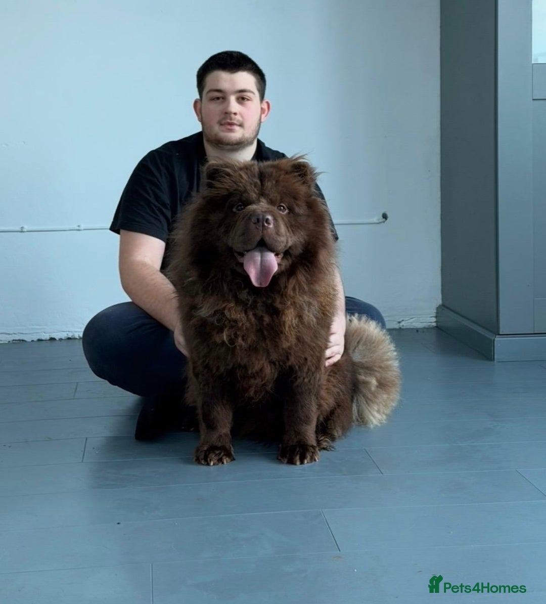 Chow Chow dogs for sale: 1 year old kc reg chocolate female chow chow - Advert 6