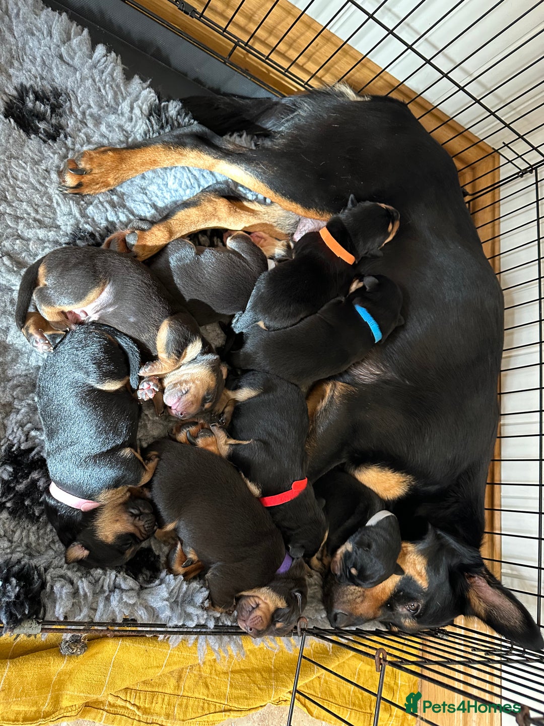 Australian Kelpie dogs for sale: Australian Kelpie Puppies - Advert 12