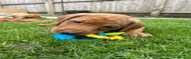 Labrador Retriever Puppy 3 Light Blue