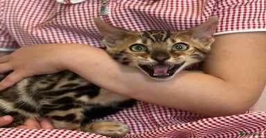 Bengal cats - Advert 2