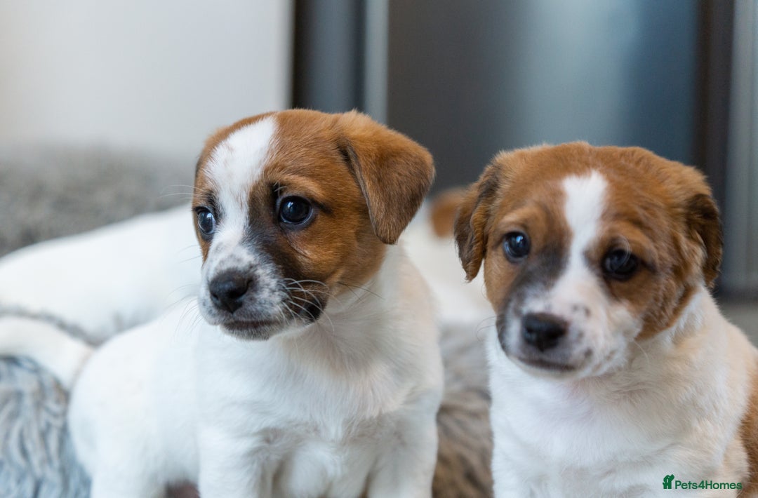 Jack Russell dogs for sale: Jack Russell puppies - Image 5