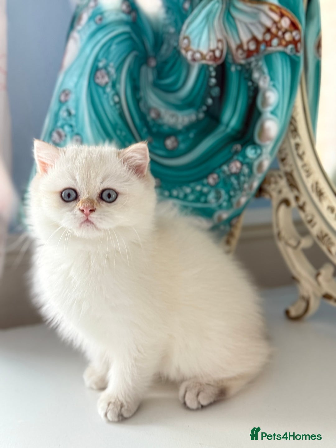 British Shorthair cats for sale: 🌟Adorable Pure BSH 5 kittens 🌟 - Image 12