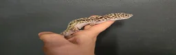 Leopard Gecko reptiles for sale: Lovely leopard gecko in Hitchin - Advert 4