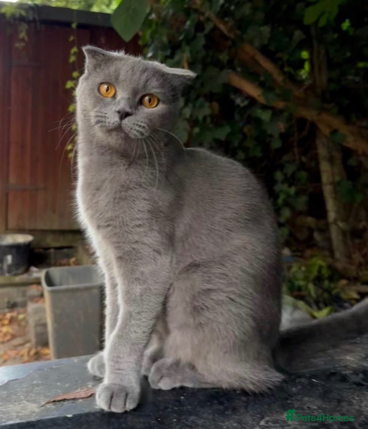 Scottish Fold cats for sale: Beautiful blue Scottish Fold 20 months - Advert 4