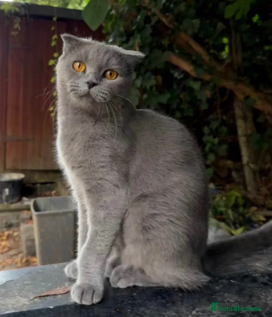 Scottish Fold cats for sale: Beautiful blue Scottish Fold 20 months - Advert 1