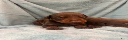 Dobermann dogs for sale: Brown and tanned Doberman puppies KC registered   - Advert 4