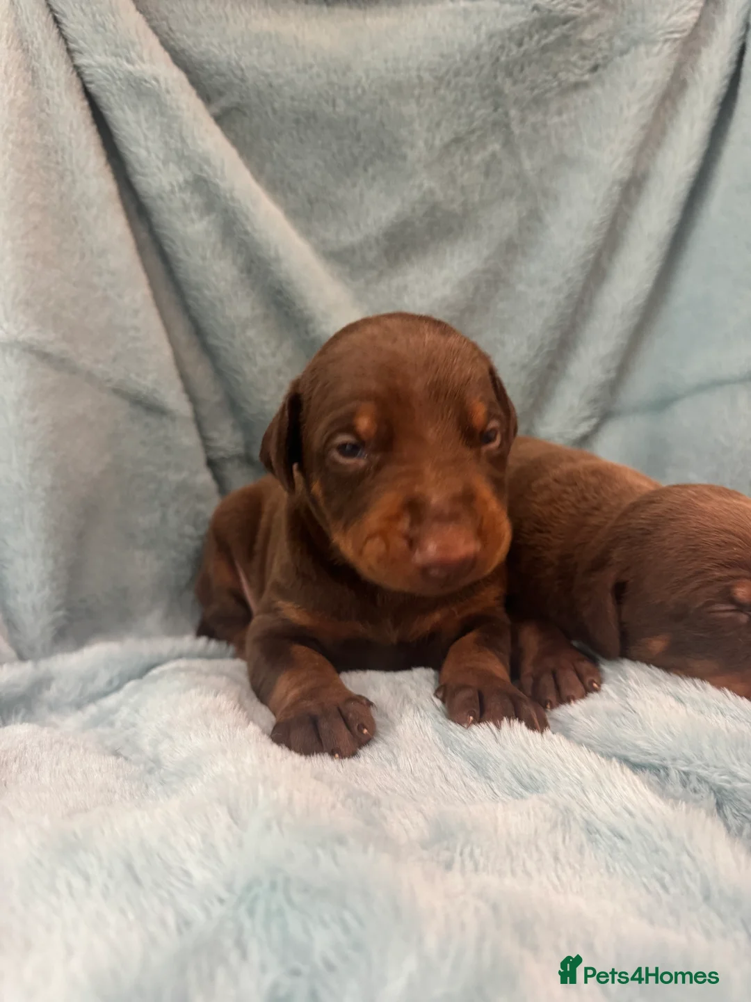 Dobermann dogs for sale: Brown and tanned Doberman puppies KC registered   - Advert 4