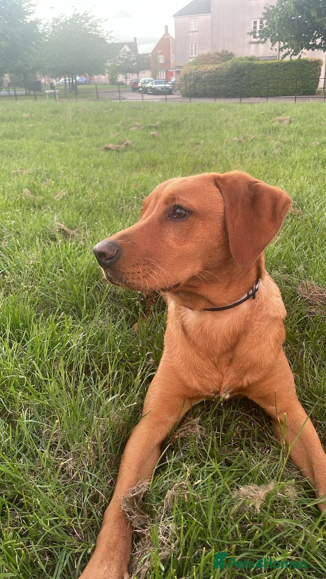 Labrador Retriever dogs for sale: 6 month old red fox labrador - Advert 2