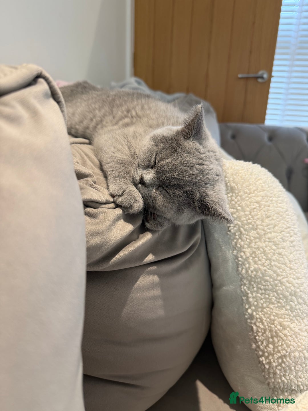 British Shorthair cats for sale: Gorgeous British Shorthair Female Kitten - Advert 6