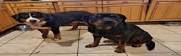 Mixed Breed dogs for sale: Rottwiller/Bernese Mountain dog puppies - Advert 5
