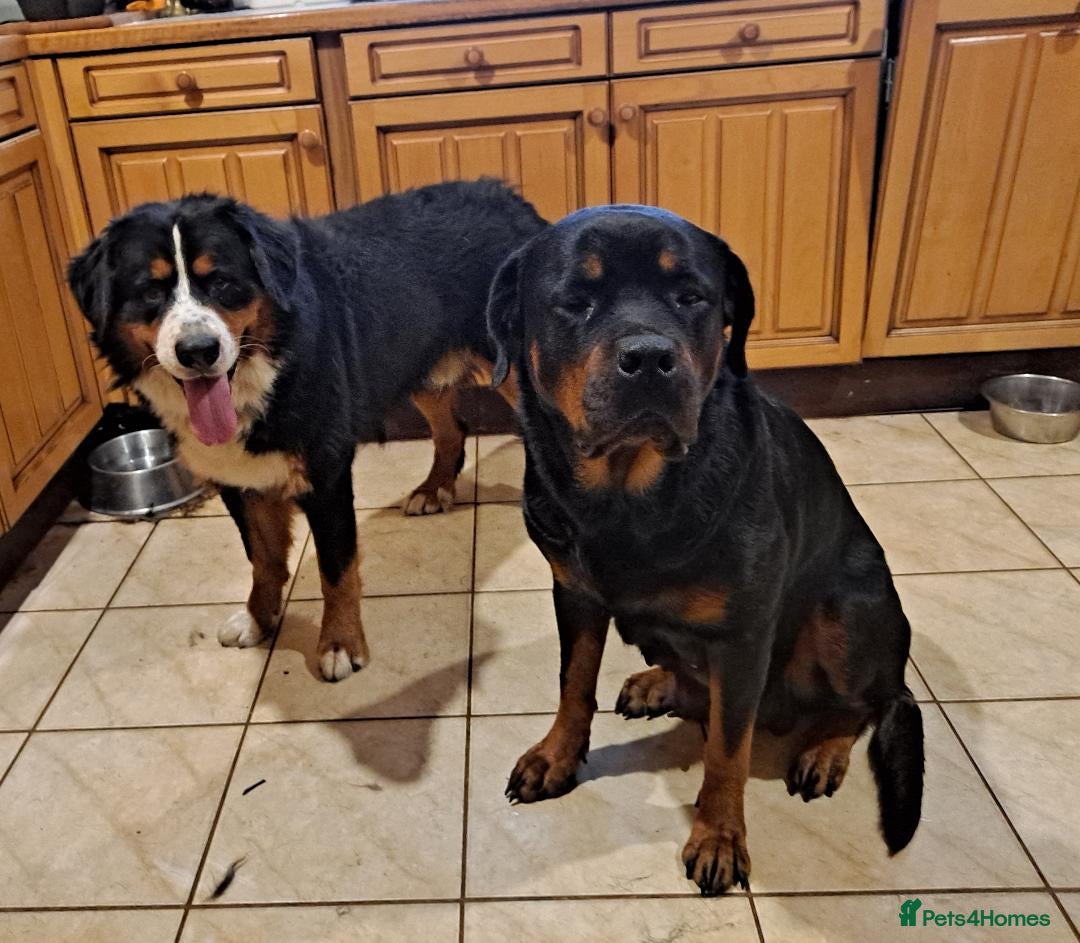 Mixed Breed dogs for sale: Rottwiller/Bernese Mountain dog puppies - Advert 5