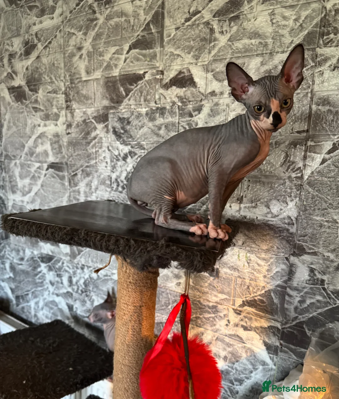 Sphynx cats for sale: Sphynx kittens  - Advert 2
