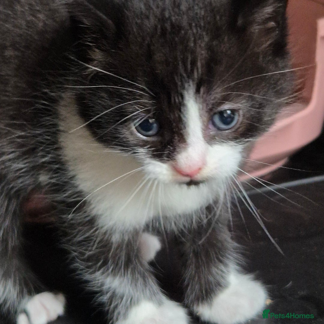 Siberian cats for sale: Beautiful Siberian x BSH kittens  - Image 18