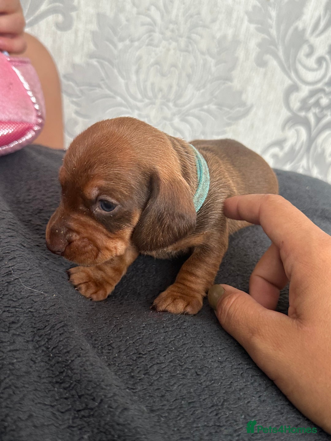 Miniature Dachshund dogs for sale: Miniature dachshund puppies - Image 5