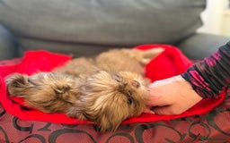 Shih Tzu dogs for sale: Shih Tzu KARASHISHI Line Two Boys Left Green Eyes - Advert 8