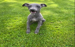 Whippet dogs for sale: 2 whippet puppies remaining ready for new homes - Image 20