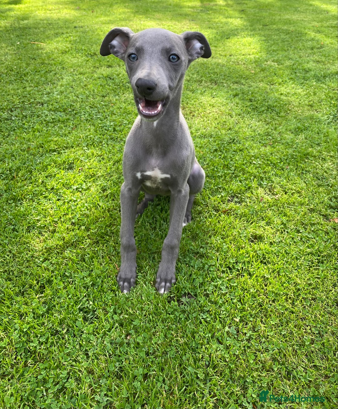 Whippet dogs for sale: 2 whippet puppies remaining ready for new homes - Image 20