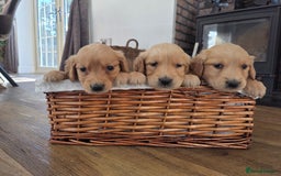 Golden Retriever dogs for sale: 🧡Beautiful Red Working golden retriever puppies🧡 - Image 11
