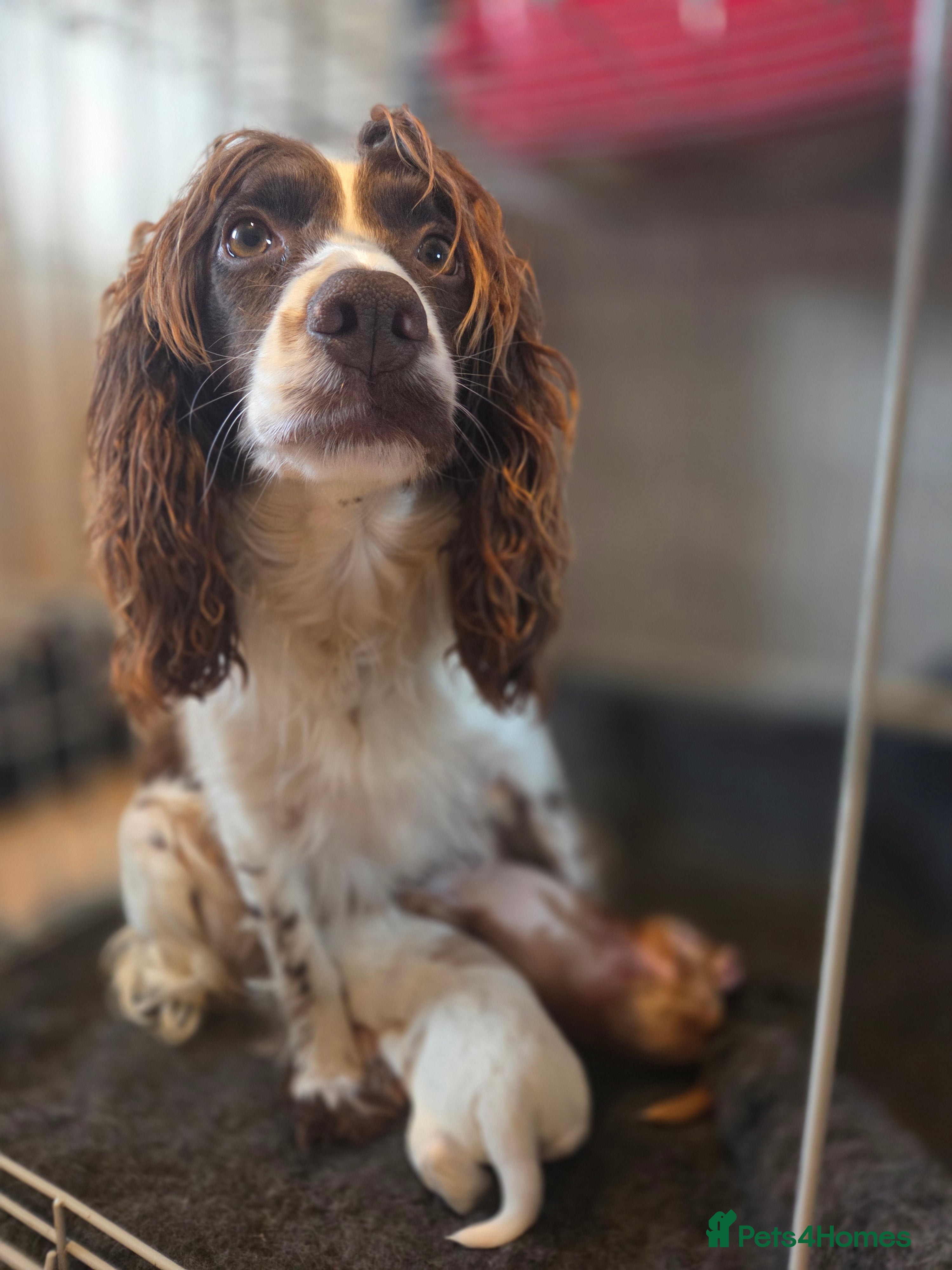 Cocker Spaniel dogs Kc registered cocker spaniels - Advert 6