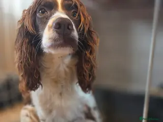 Cocker Spaniel dogs Kc registered cocker spaniels - Advert 6