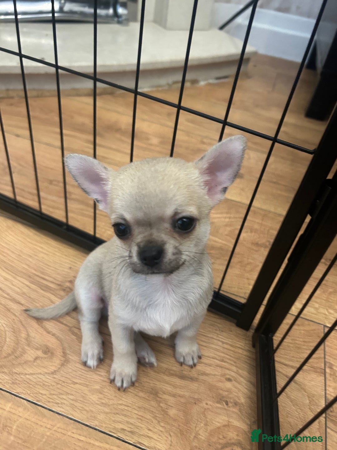 Chihuahua dogs for sale: smooth coat chihuahuas. Only the little boy left  - Advert 1