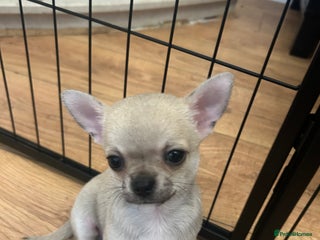 Chihuahua dogs smooth coat chihuahuas. Only the little boy left - Advert 1