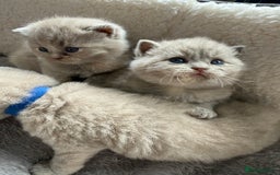 British Shorthair cats for sale: Champions bloodline British Shorthair Kittens! 🐾  - Image 27